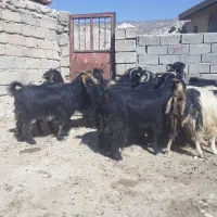 بز داشتی