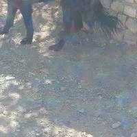 واگزاری سگ نگهبان|سگ|شهرکرد, |دیوار