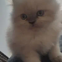 گربه