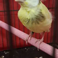 پرنده خونگی گم شده