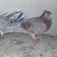 کفتر.|پرنده|اصفهان, خواجه عمید|دیوار