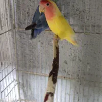 جفت کوتوله خوشگل