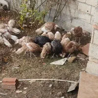 بوقلمون ۶ ماهه