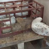 کبوترپرشی ودم چتری