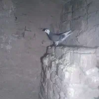 سلام سبزپلنگ بازیکن فروشی|پرنده|بم, |دیوار