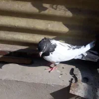 کفتر|پرنده|تهران, بهارستان|دیوار