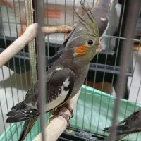 عروس هلندی