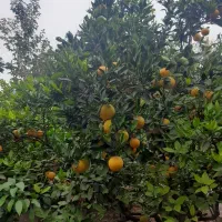 فروش پرتغال تامسون|خدمات باغبانی و درختکاری|سورک, |دیوار