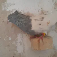 کبوتر نر