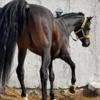 اسب دوسر عرب زاده تی بی یاسر