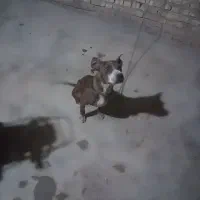سگ پیتبول ماده