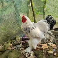 مرغ خروس برهما لایت ۲،۶۰۰۰۰۰|حیوانات مزرعه|لاهیجان, آهندان|دیوار