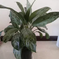 گلدان گل طبیعی اگلونما