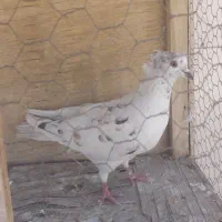 کفتر کبوتر