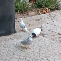 کبوتر پرشی و تزئینی