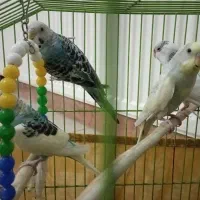 مرغ عشق سالم و سرحال|پرنده|کرج, شهرک فهمیده|دیوار