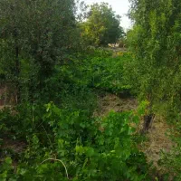 باغ-میوه-و-انگور