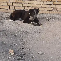 واگذار یک توله قدرجونی