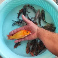 ماهی|ماهی|اصفهان, نصرآباد|دیوار