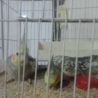 یک جفت عروس هلندی ویک جفت عروس کوتوله جفتی 1200توم