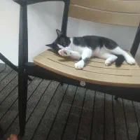 گربه واگذار