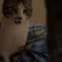 واگذاری رایگان