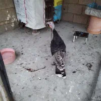 یه عدد بوقلمون ماده سالم سرحال