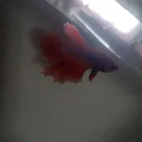 ماهی انجل وفایتر