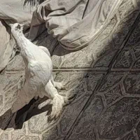 کفتر سبز کلاغ و نارپشت دم سیاه|پرنده|کرمان, |دیوار