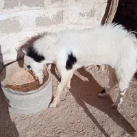 پازن سر حال در خونه|حیوانات مزرعه|اهرم, |دیوار