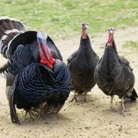 بوقلمون نر و ماده