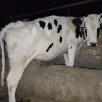 گوساله ماده آماده تلقیح وزن 350بالا|حیوانات مزرعه|سده (خراسان جنوبی), |دیوار