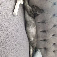 گربه گمشده|گربه|بندر انزلی, زنبق|دیوار