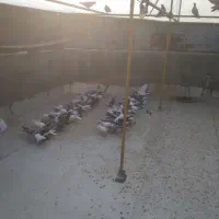 فروش فوری کبوتر تهرانی به صورت تکی و عمده|پرنده|نهاوند, |دیوار