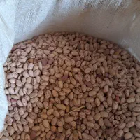 لوبیا|خوردنی و آشامیدنی|نورآباد ممسنی, |دیوار