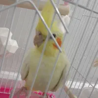 عروس هلندی|پرنده|بابلسر, |دیوار