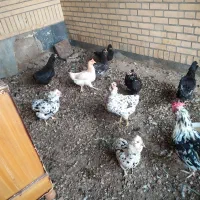 مرغ و خروس گلین