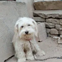 سگ شیترو کراس