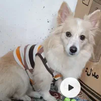 سگ پا کوتاه