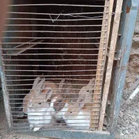 خرگوش|موش و خرگوش|صحنه, |دیوار