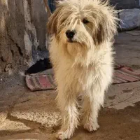 سگ پشمالو نر