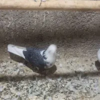 دوجفت ابلغ سبز درج یک دهن خورد|پرنده|جوادآباد, |دیوار