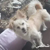 اشمیتز اصل، نر   برای جفت خوردن|سگ|رشت, شهرک صبا|دیوار