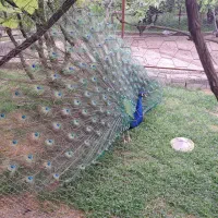 سه عدد طاووس