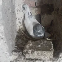 باشه سپه ماده سوقدیم آوران از بچه کبوتر های خودم