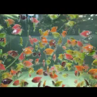 فروش ماهیان زینتی. گوپی. کالر. زبرا.کوی