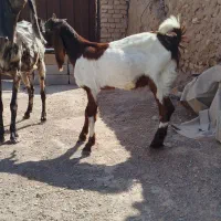 دو راس شاه بز پاکستانی زاییده شیرا