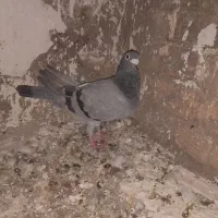 کفتر
