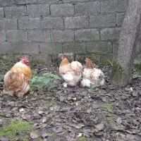 مرغ و خروس کوشین|حیوانات مزرعه|رشت, پاستوریزه|دیوار