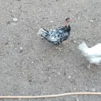 مرغ و خروس|حیوانات مزرعه|اهواز, فولاد|دیوار